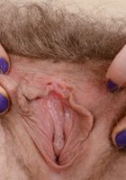 Apricot Pitts in young and hairy, Apricot Pitts (apr024) ATK Natural & Hairy: Apricot Pitts (Apricot Pitts in young and hairy)