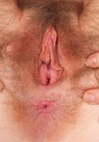 Apricot and her hairy Pitts, Apricot Pitts (apr024) ATK Natural & Hairy: Apricot Pitts (Apricot and her hairy Pitts)