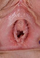 Apricot Pitts in young and hairy, Apricot Pitts (apr024) ATK Natural & Hairy: Apricot Pitts (Apricot Pitts in young and hairy)