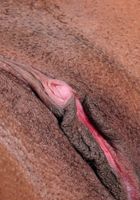 Rain wants you to view her lovely body., Rain (rai010) ATK Exotics: Rain (Rain wants you to view her lovely body.)